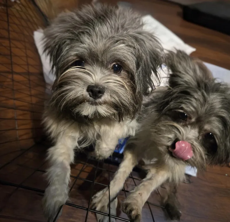 A young small-sized male Shih Tzu dog named Chip and Patch for adoption in Suffolk, VA