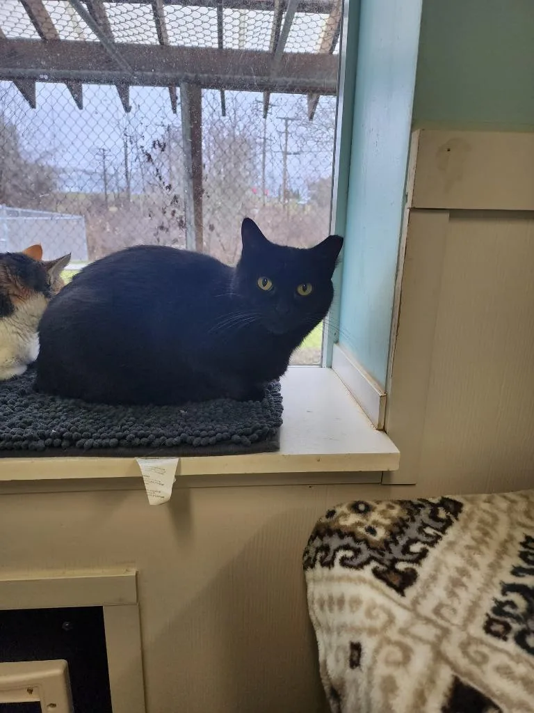 Charcoal thumbnail 2