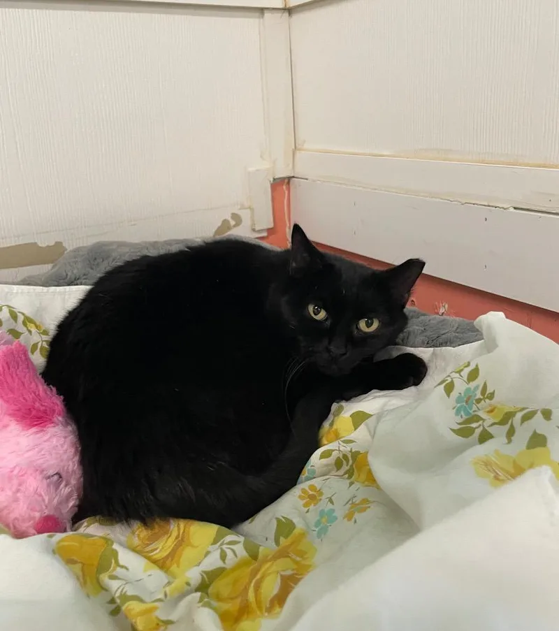 Charcoal thumbnail 4