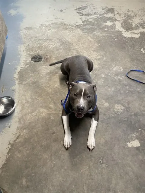 A young medium-sized male American Staffordshire Terrier dog named Bleu for adoption in Tallahassee, FL