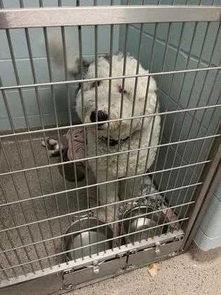An adult medium-sized male Old English Sheepdog dog named Obi for adoption in Fishers, IN
