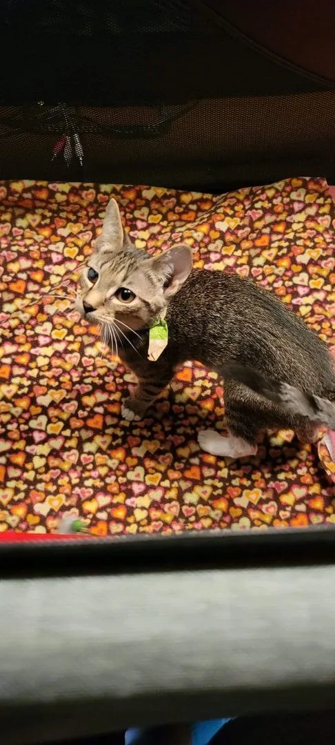 Wrangler thumbnail 2