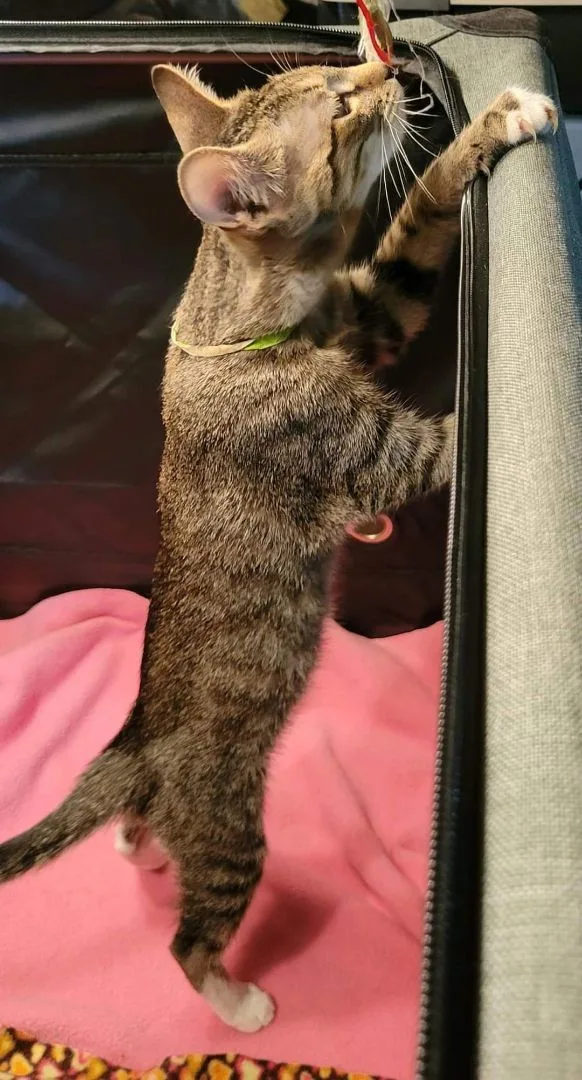 Wrangler thumbnail 3