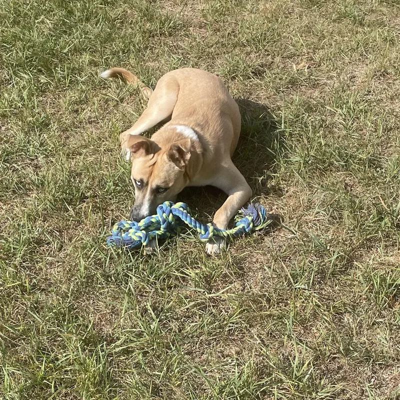 A young large-sized male German Shepherd Dog dog named Dublin Courtesy Listed for adoption in Midland, MI