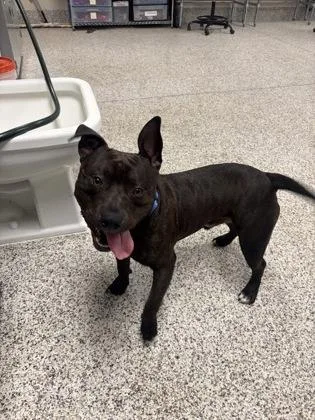 An adult large-sized male Mixed Breed dog named Cyrus for adoption in Fairfax, VA