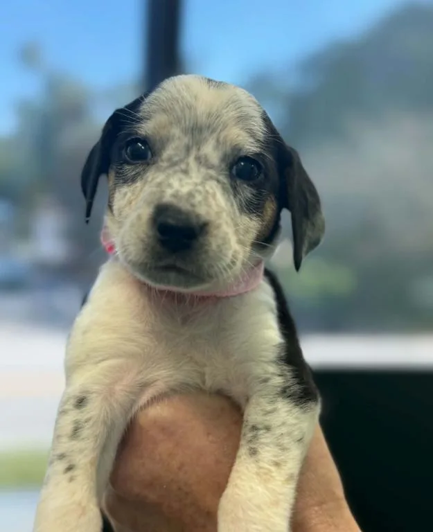 A baby medium-sized male Mixed Breed dog named Jack for adoption in Eutawville, SC