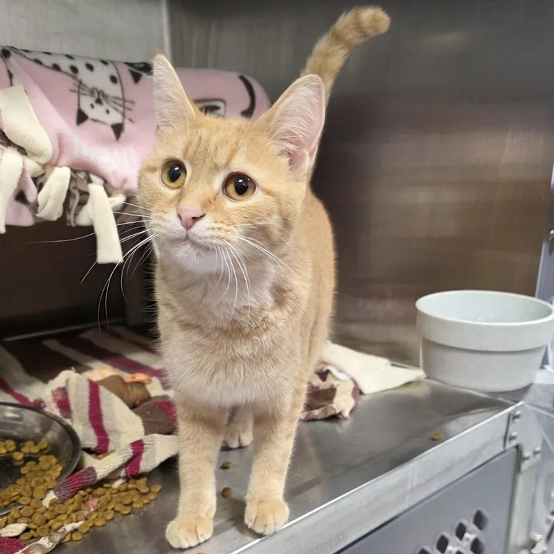 A young medium-sized female Orange / Red Domestic Short Hair cat named Smurffette for adoption in Fort Wayne, IN
