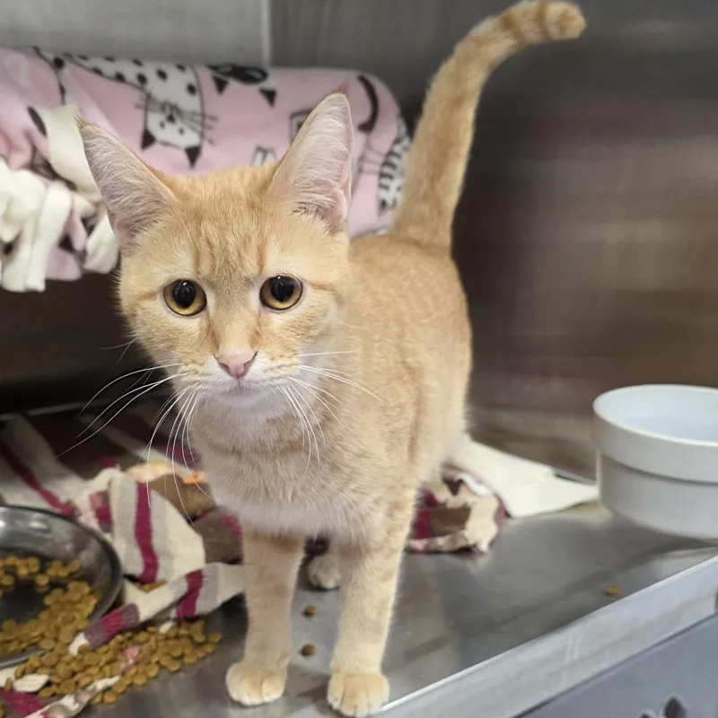 Smurffette thumbnail 2