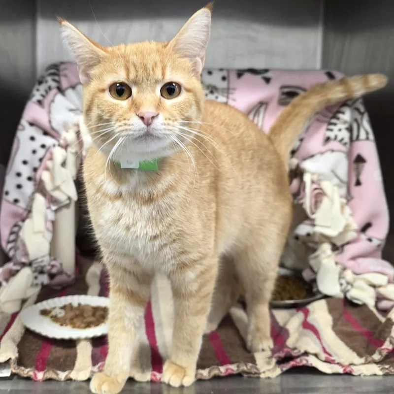 Smurffette thumbnail 3