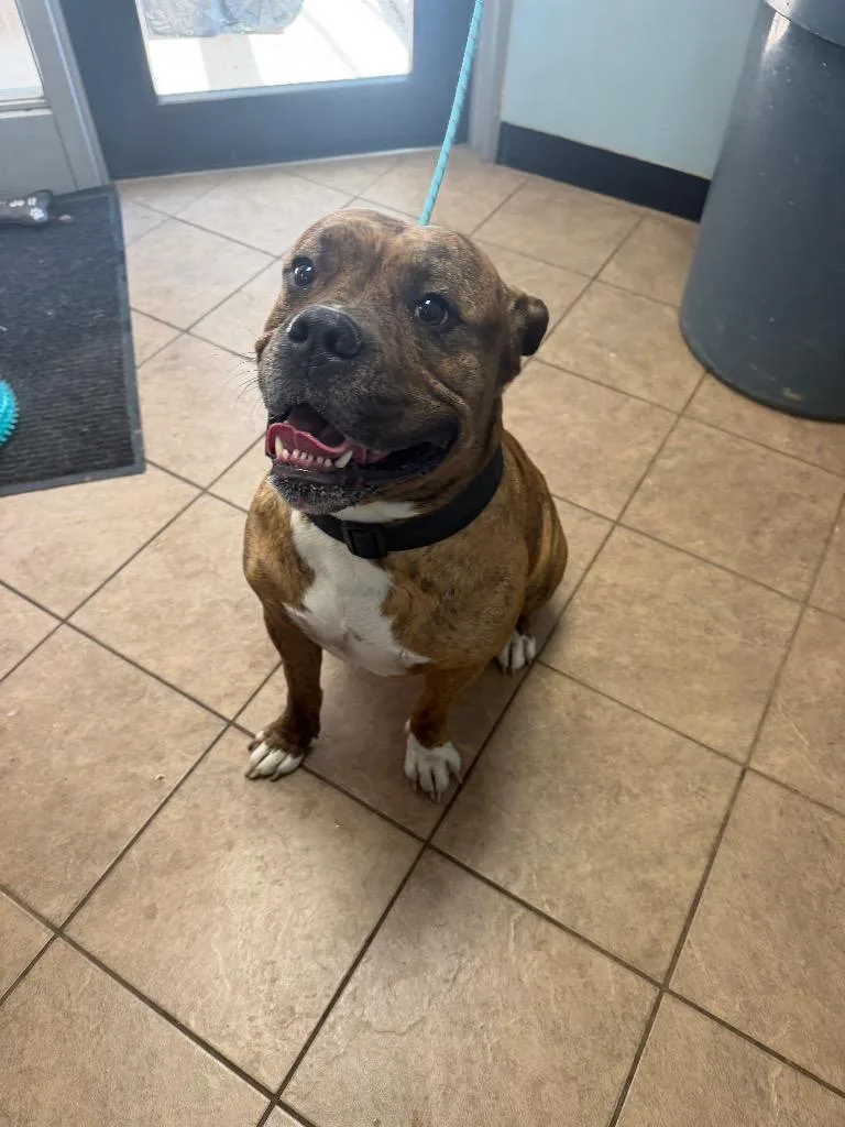 An adult medium-sized male Pit Bull Terrier dog named unknown Carolyn Drive for adoption in Marion, OH