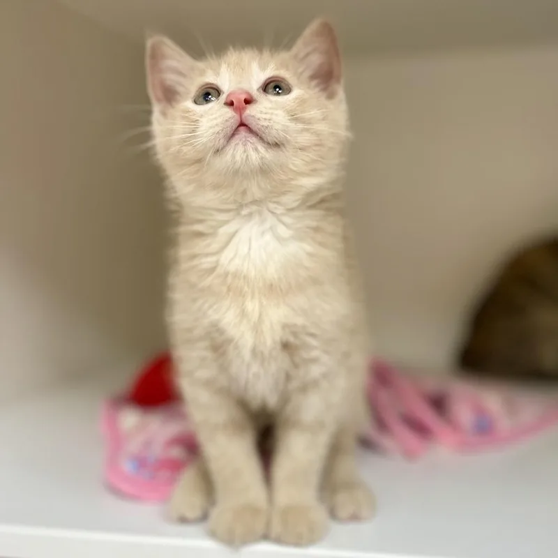 A baby small-sized male Buff / Tan / Fawn Domestic Short Hair cat named Miguel for adoption in Champaign, IL
