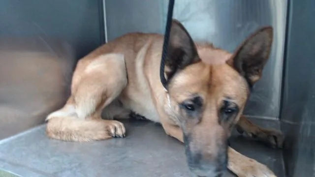 A young large-sized male German Shepherd Dog dog named Barbos for adoption in Downey, CA