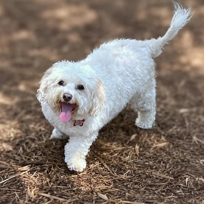 Rosie