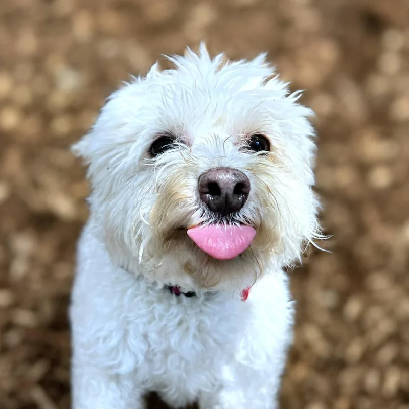 Rosie thumbnail 4