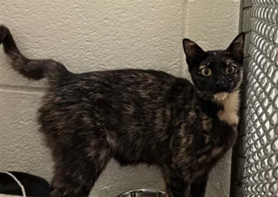 A young medium-sized female Domestic Short Hair cat named Moxie for adoption in Hagerstown, MD