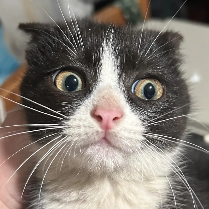 A young small-sized female Black Domestic Short Hair cat named Poppy for adoption in Irwin, PA