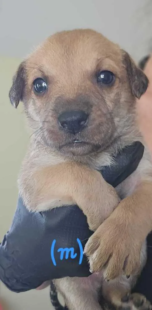 A baby small-sized male Tricolor (Brown, Black, & White) American Bulldog dog named Shawn Selina for adoption in Lakeland, FL