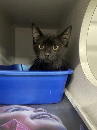 A baby small-sized female Domestic Short Hair cat named Shadow for adoption in Sacramento, CA