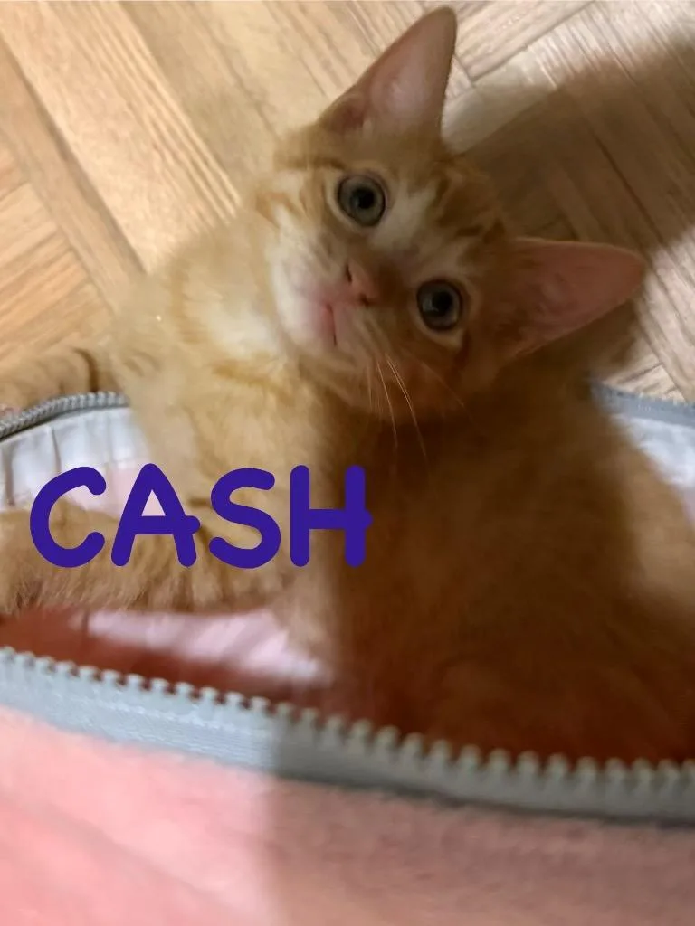 A baby small-sized male Domestic Short Hair cat named Cash for adoption in Ocala, FL