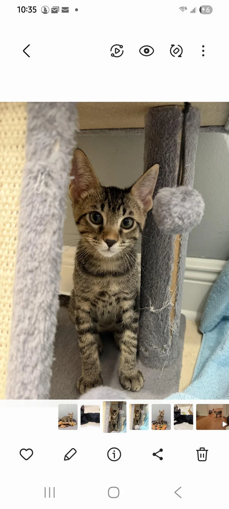 A young medium-sized male Domestic Short Hair cat named Jupiter for adoption in Boynton Beach, FL