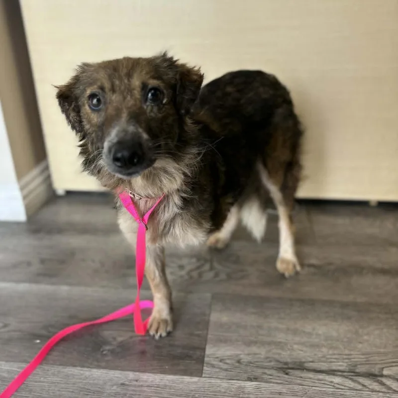 An adult medium-sized female Brown / Chocolate Australian Shepherd dog named Twix  Chino Hills for adoption in Chino Hills, CA