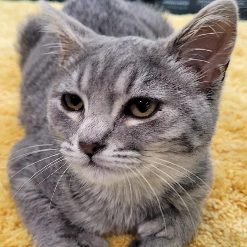 A baby small-sized female Domestic Short Hair cat named Mad Dash for adoption in Coos Bay, OR
