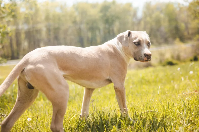 Thomas Transport thumbnail 2