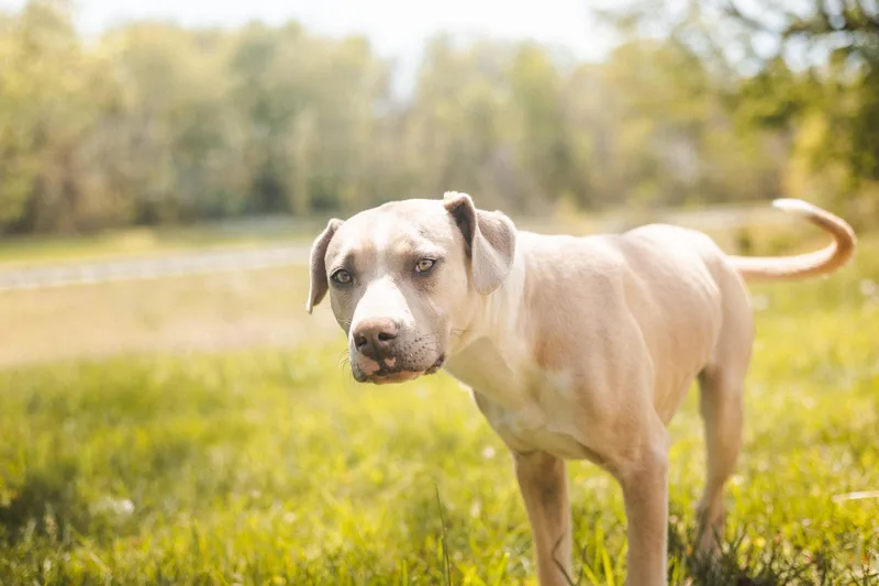 An adult medium-sized male Mixed Breed dog named Thomas Transport for adoption in Gradyville, KY