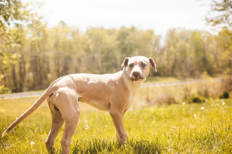 Thomas Transport thumbnail 3