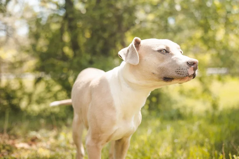 Thomas Transport thumbnail 4