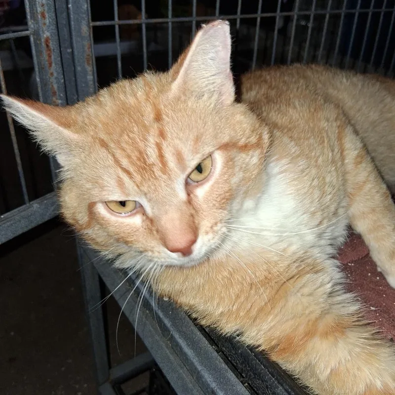 An adult large-sized male Domestic Short Hair cat named Happy for adoption in Crofton, MD