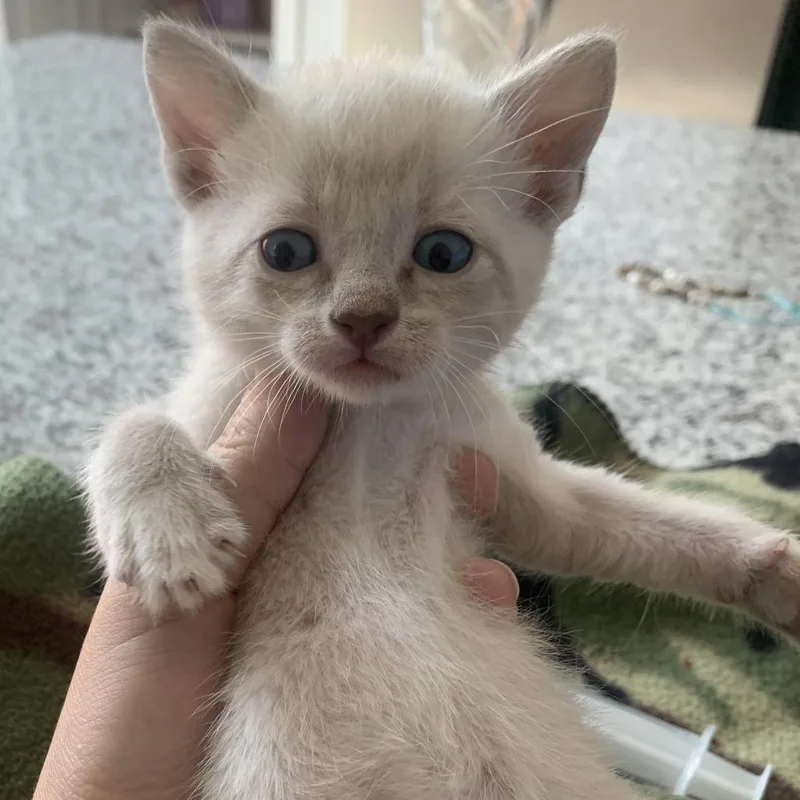 A baby small-sized male White Domestic Short Hair cat named Austinite for adoption in Austin, TX