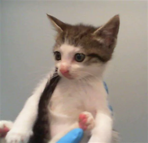 A baby small-sized female Domestic Short Hair cat named Kiwi for adoption in Charlotte, NC