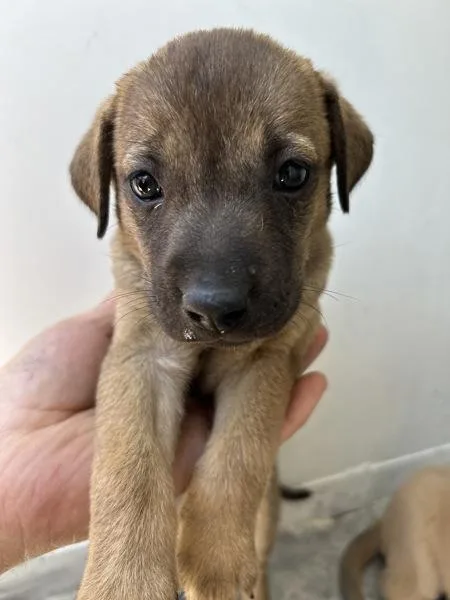 A baby small-sized female Shepherd dog named Blake for adoption in Victorville, CA