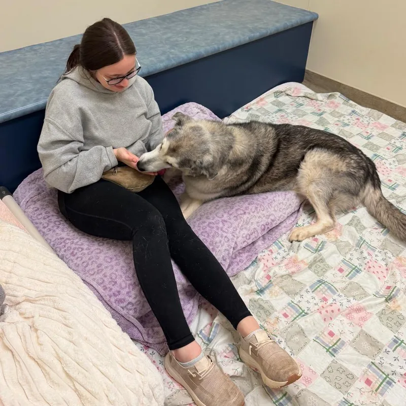 Knightengale thumbnail 2