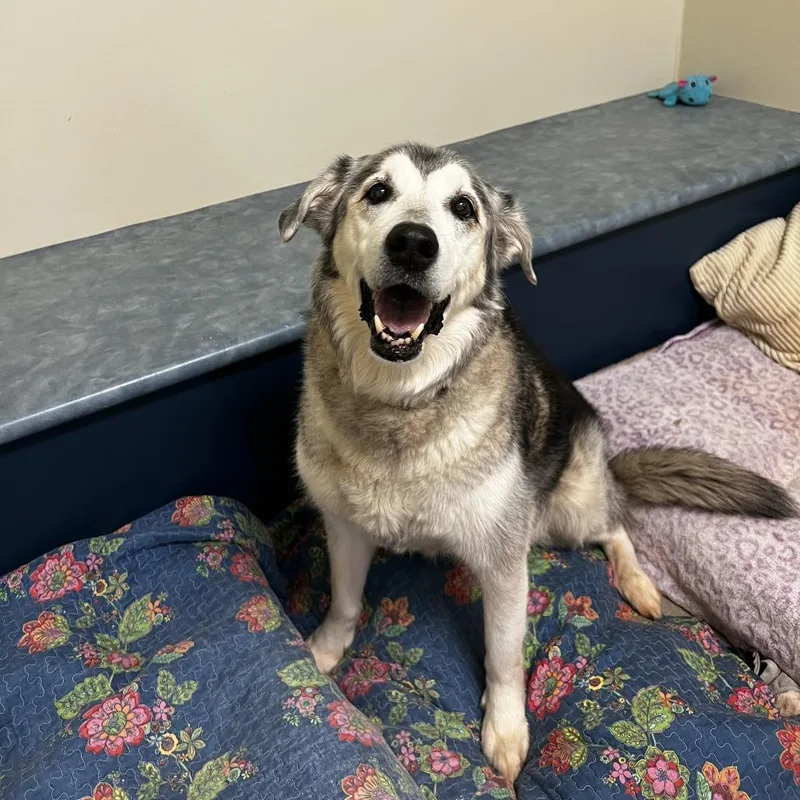 Knightengale thumbnail 3