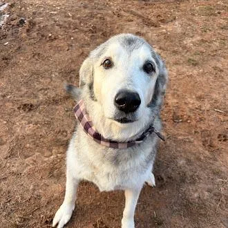 Knightengale thumbnail 4