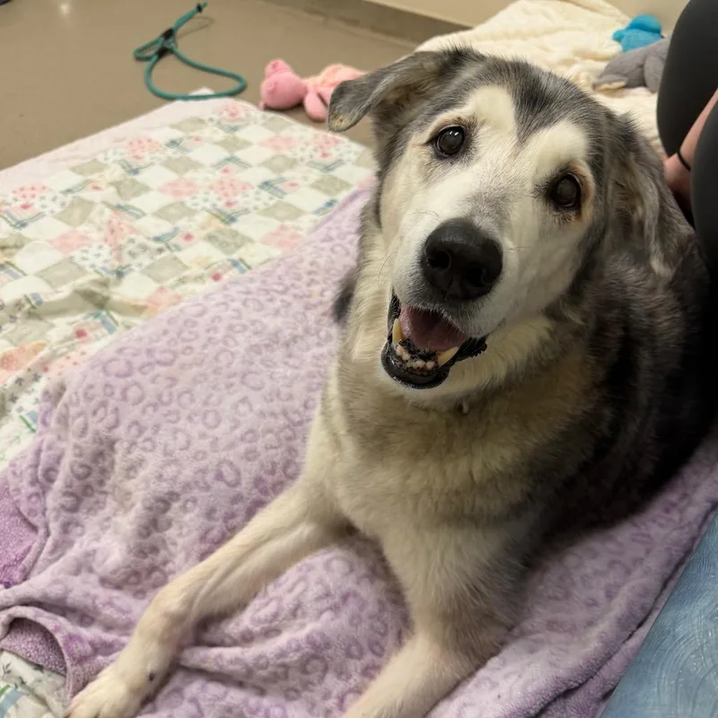 Knightengale thumbnail 6