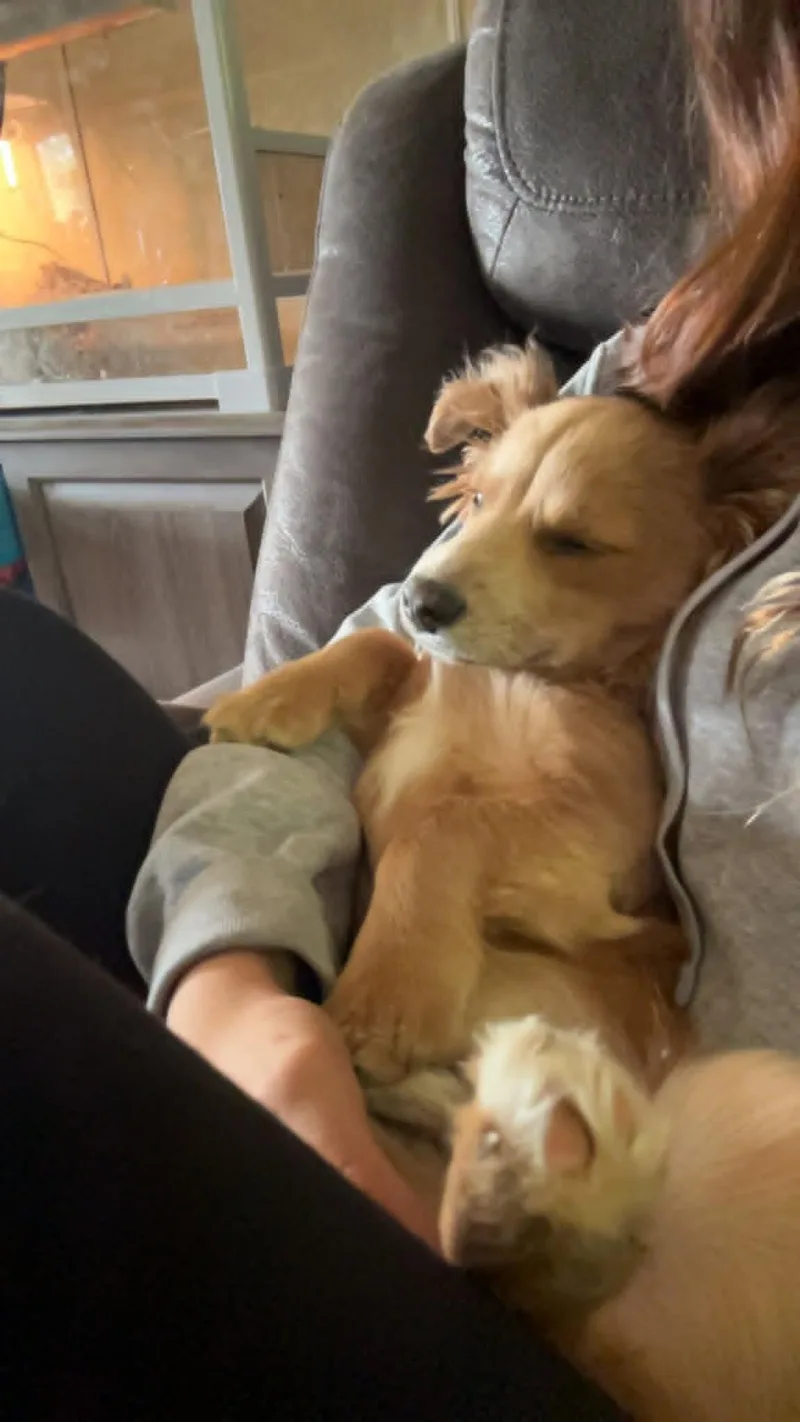 A baby small-sized male Chihuahua dog named Joey for adoption in Hermiston, OR
