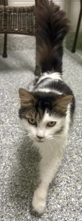 An adult medium-sized female Black Domestic Medium Hair cat named Heather for adoption in Jackson, MI