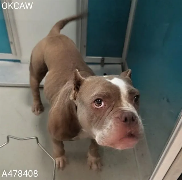 An adult small-sized female French Bulldog dog named A for adoption in Oklahoma City, OK