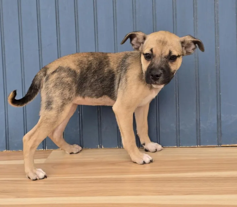 A baby medium-sized female Brown / Chocolate American Bulldog dog named Coco for adoption in Sedalia, CO