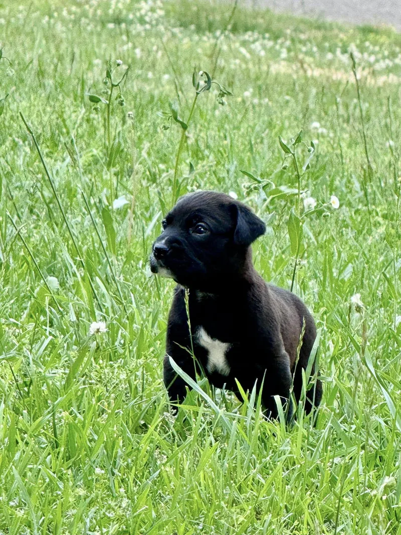 A baby small-sized male Labrador Retriever dog named Crockett for adoption in Knoxville, TN