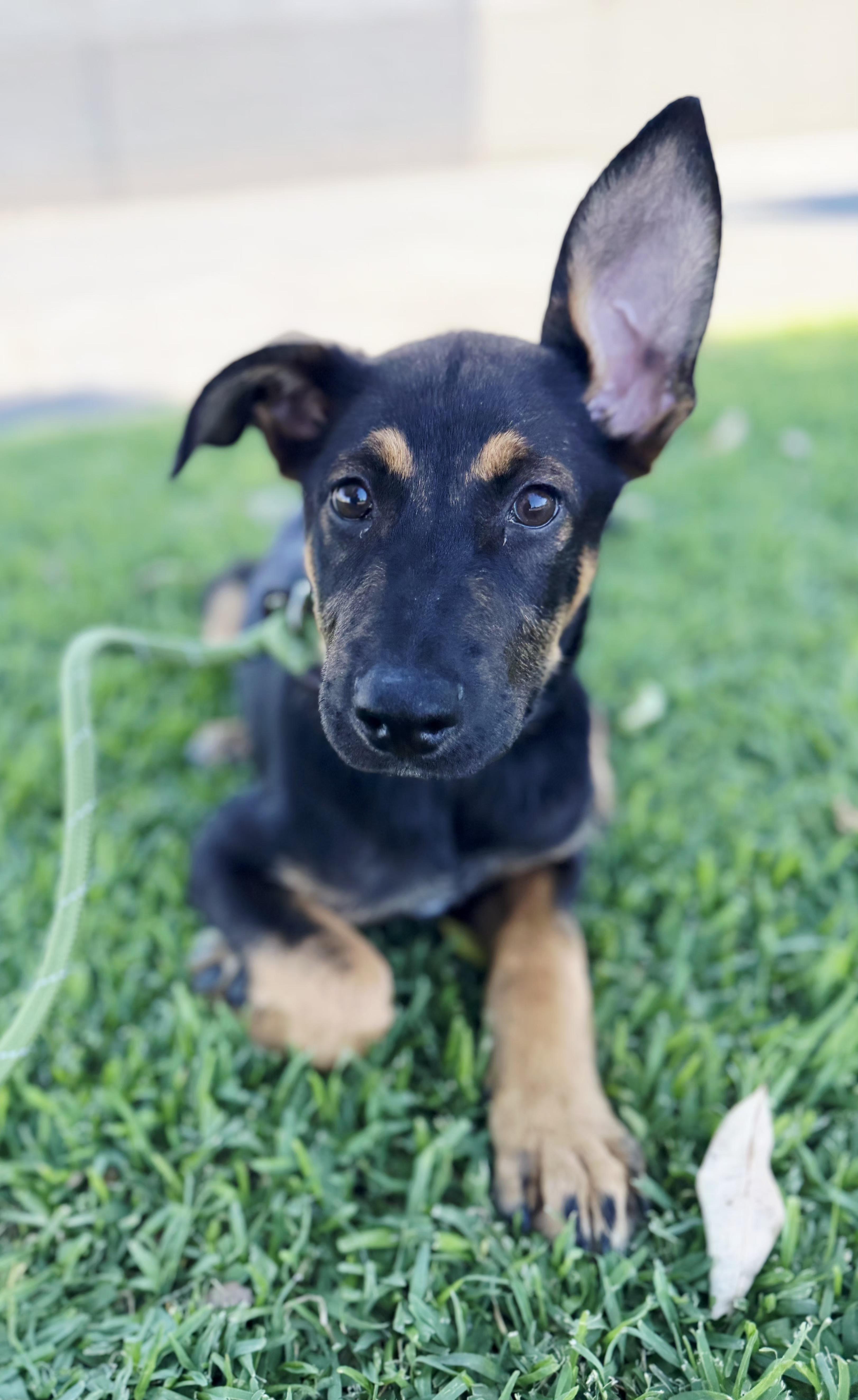 A young medium-sized male Bicolor German Shepherd Dog dog named Andy pup for adoption in Hermosa Beach, CA