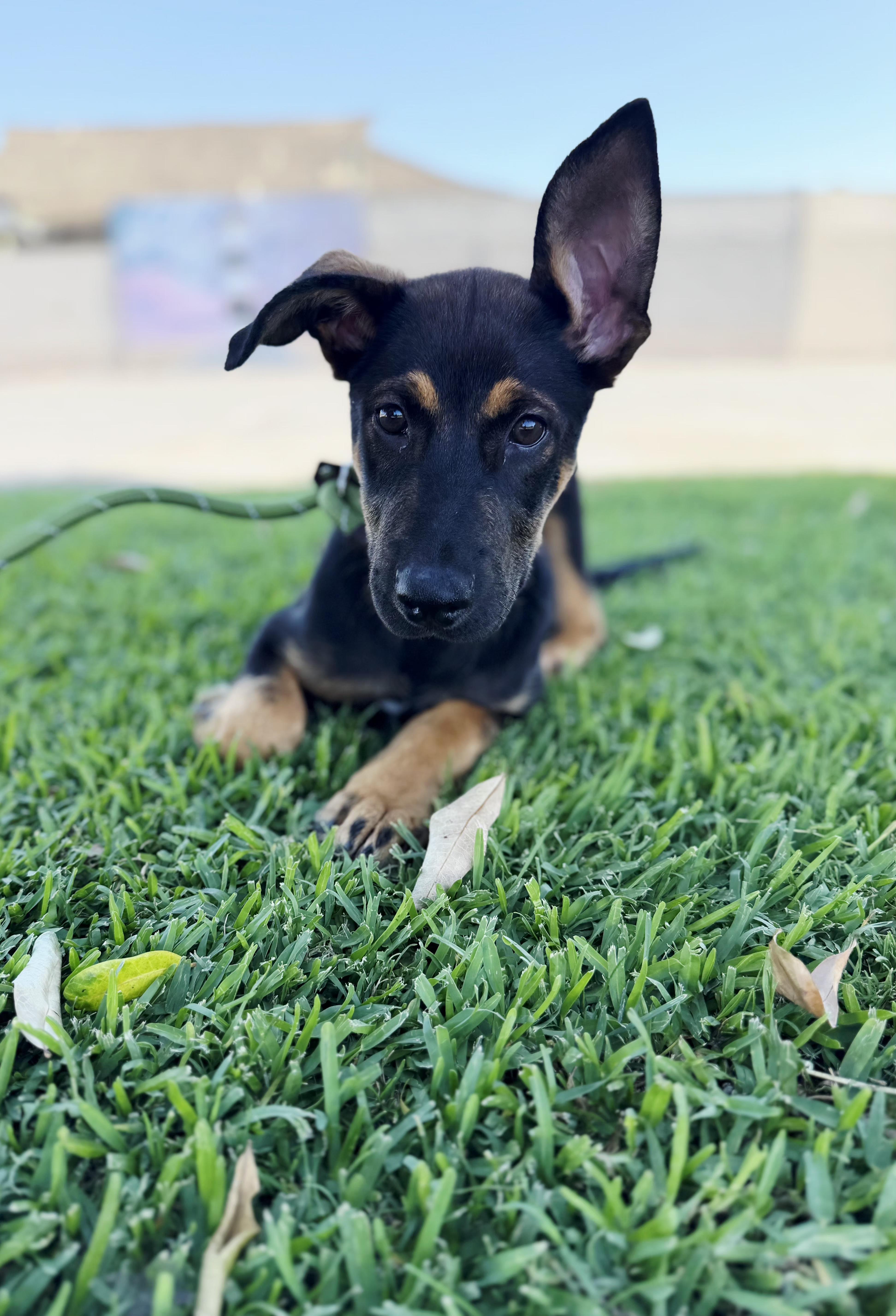 Andy pup thumbnail 2