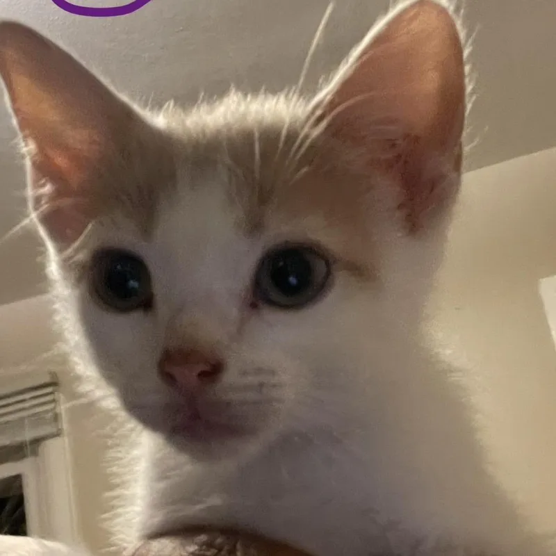 A baby small-sized male White Domestic Short Hair cat named Charlie for adoption in Bel Air, MD