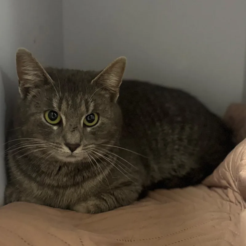 An adult medium-sized female Gray / Blue / Silver Domestic Short Hair cat named Polly for adoption in Columbus, NC
