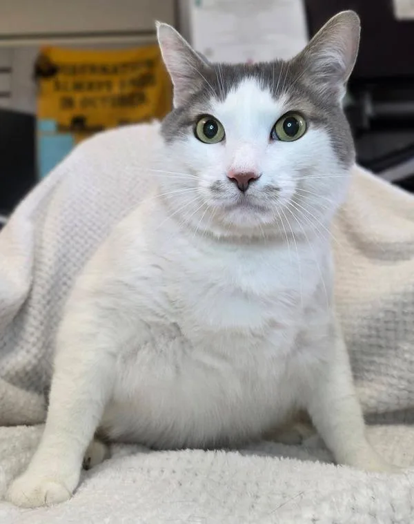 An adult extra large-sized male Domestic Short Hair cat named Kimba for adoption in Millersville, MD