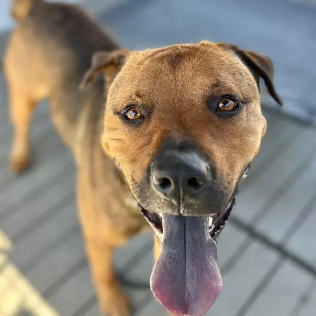 A young large-sized male Brown / Chocolate Rottweiler dog named Alistair Mac for adoption in San Pablo, CA