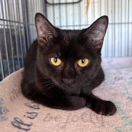 A young small-sized female Black Domestic Short Hair cat named Trick for adoption in Fort Smith, AR